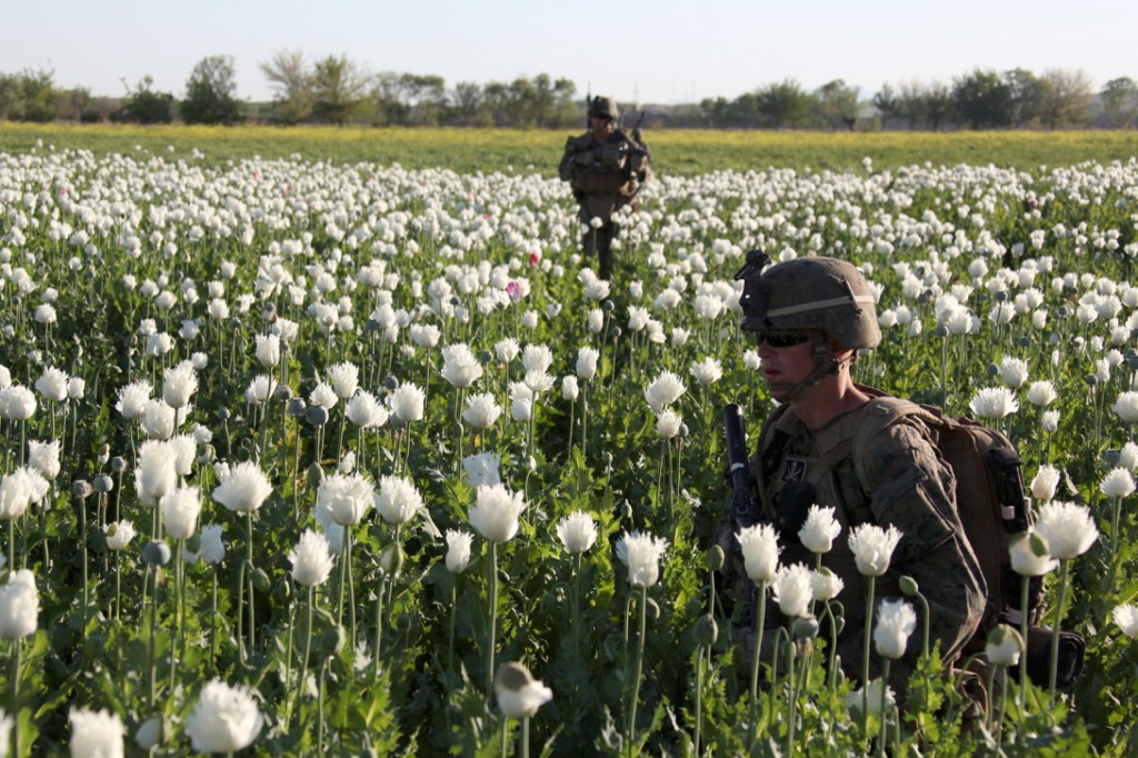 USNATO poppies10 1024x682 U.S. Troops Patrolling Poppy Fields In Afghanistan (Photos)