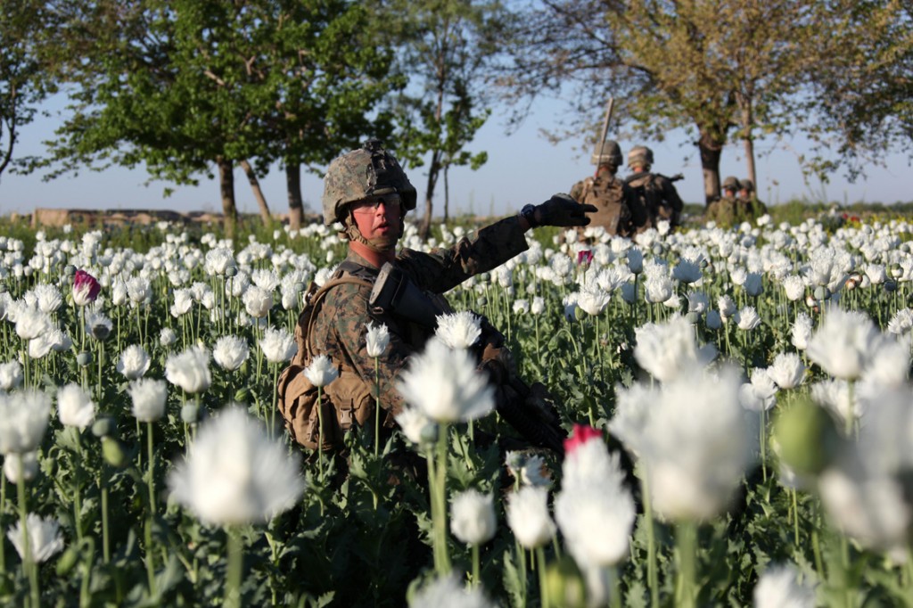 USNATO poppies12 1024x682 U.S. Troops Patrolling Poppy Fields In Afghanistan (Photos)