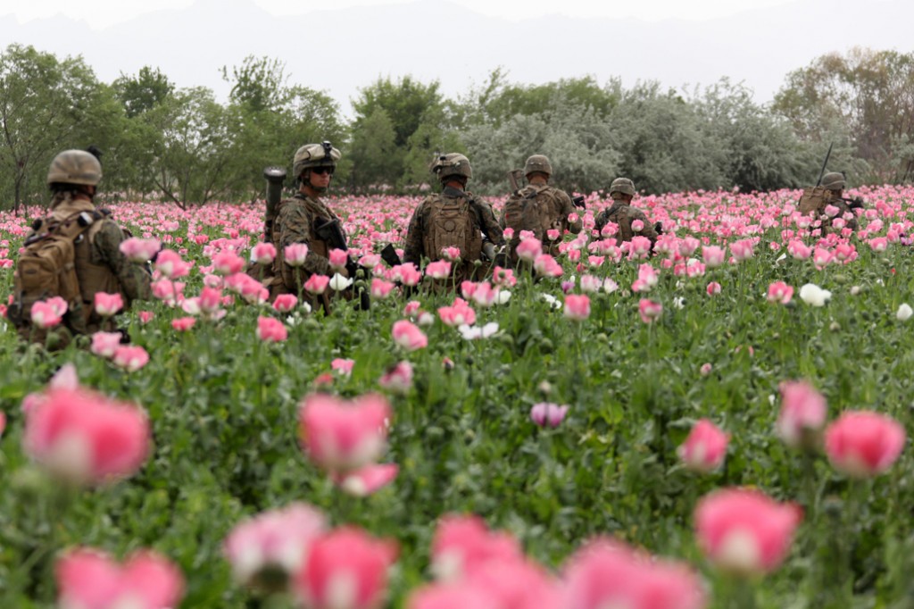 USNATO poppies2 1024x682 U.S. Troops Patrolling Poppy Fields In Afghanistan (Photos)