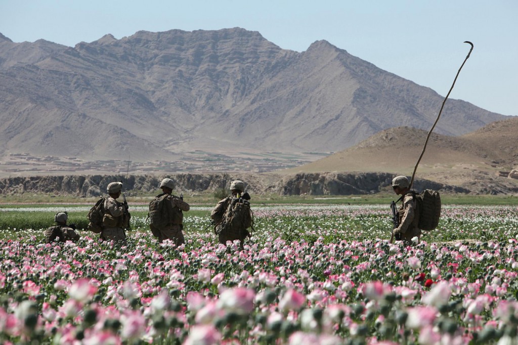 USNATO poppies4 1024x682 U.S. Troops Patrolling Poppy Fields In Afghanistan (Photos)