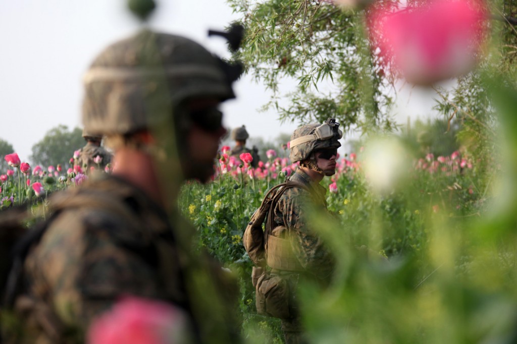 USNATO poppies5 1024x682 U.S. Troops Patrolling Poppy Fields In Afghanistan (Photos)