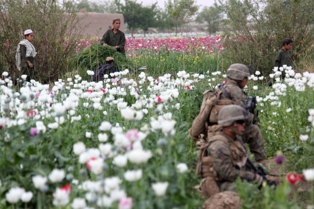 USNATO poppies6 1024x682 U.S. Troops Patrolling Poppy Fields In Afghanistan (Photos)