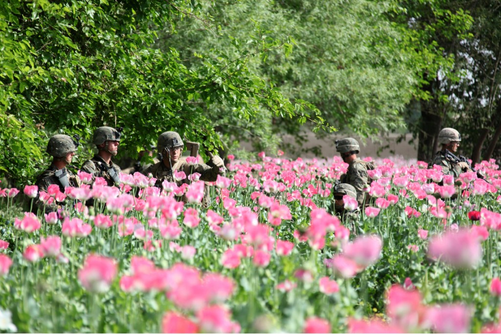 USNATO poppies7 1024x682 U.S. Troops Patrolling Poppy Fields In Afghanistan (Photos)