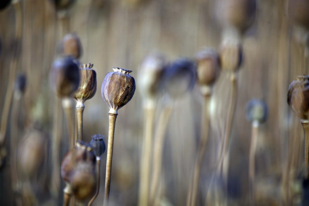 110522 M HJ167 017 1024x682 U.S. Troops Patrolling Poppy Fields In Afghanistan (Photos)