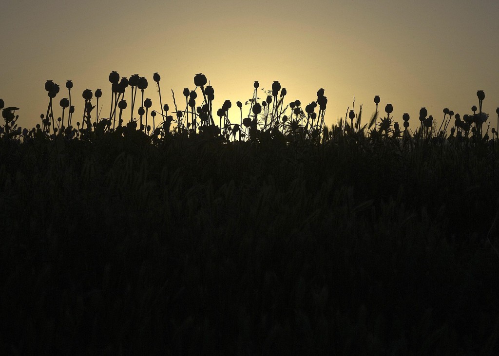 opium fields 11 1024x731 U.S. Troops Patrolling Poppy Fields In Afghanistan (Photos)