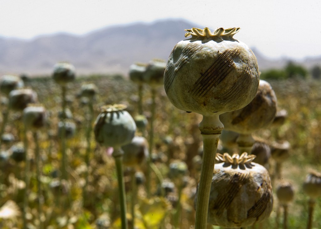 opium fields 13 1024x731 U.S. Troops Patrolling Poppy Fields In Afghanistan (Photos)