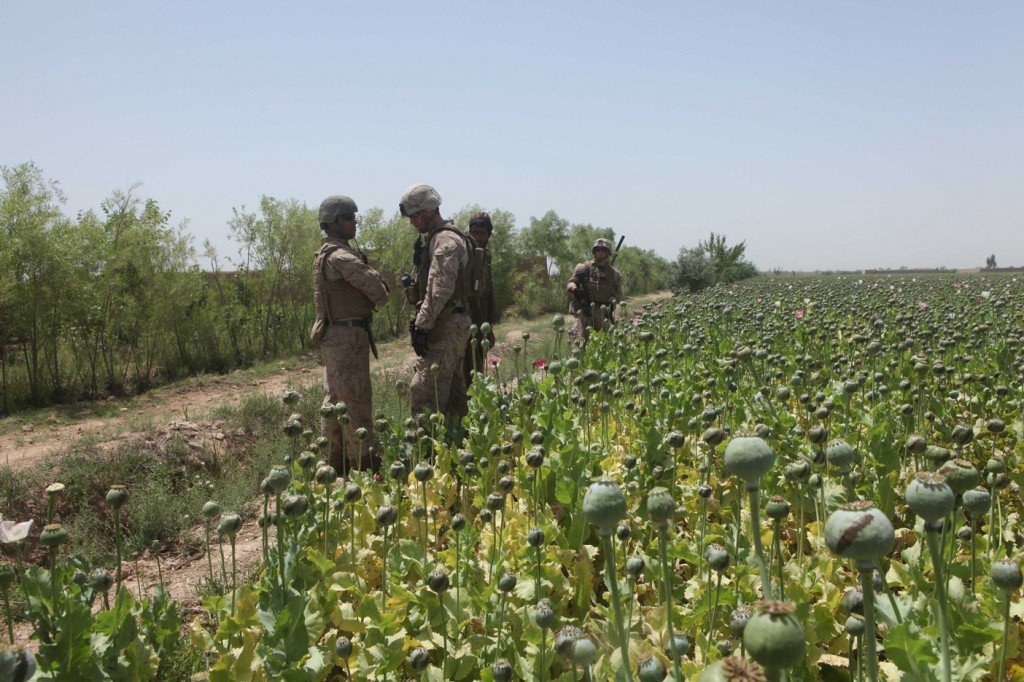 opium fields10 1024x682 U.S. Troops Patrolling Poppy Fields In Afghanistan (Photos)