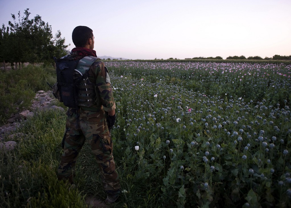 opium fields2 1024x731 U.S. Troops Patrolling Poppy Fields In Afghanistan (Photos)