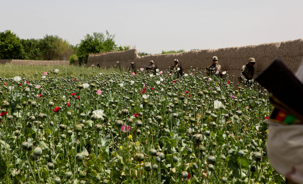 opium fields6 U.S. Troops Patrolling Poppy Fields In Afghanistan (Photos)
