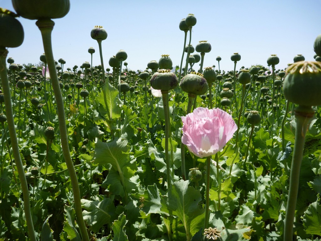 opium fields9 1024x768 U.S. Troops Patrolling Poppy Fields In Afghanistan (Photos)