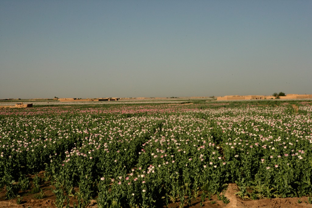 opium fields 1 1024x682 U.S. Troops Patrolling Poppy Fields In Afghanistan (Photos)