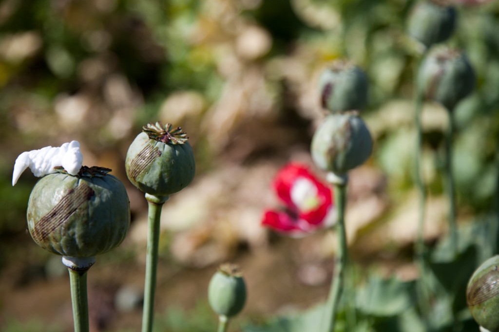 opium fields 11 1024x682 U.S. Troops Patrolling Poppy Fields In Afghanistan (Photos)