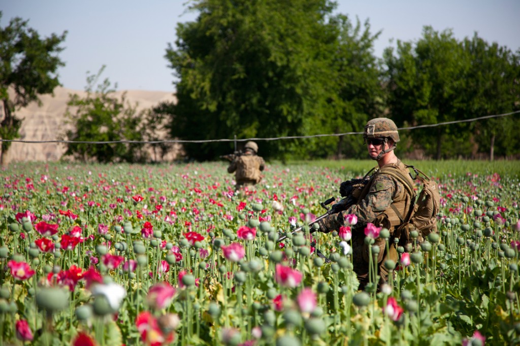 opium fields 13 1024x682 U.S. Troops Patrolling Poppy Fields In Afghanistan (Photos)
