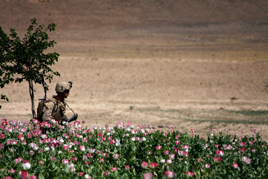 opium fields 17 1024x682 U.S. Troops Patrolling Poppy Fields In Afghanistan (Photos)