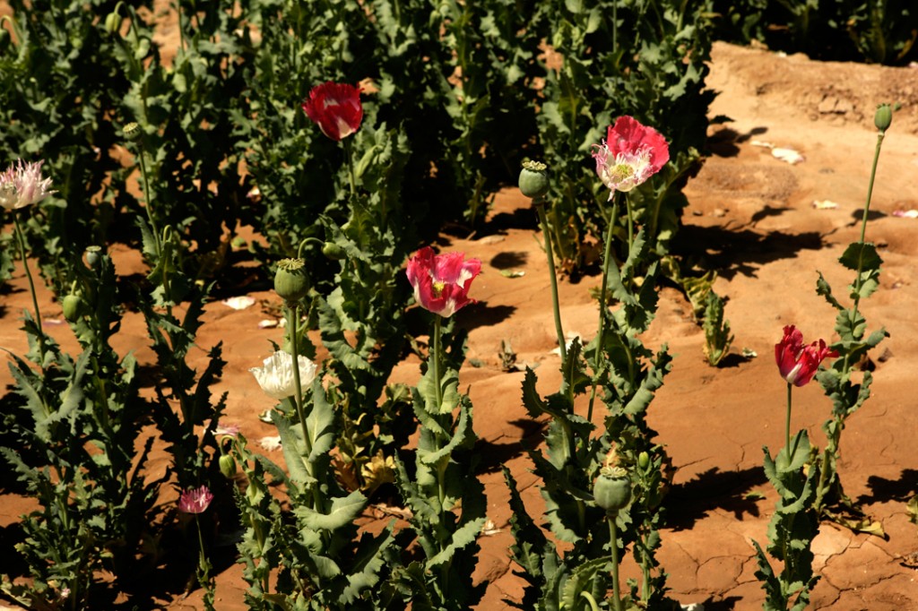 opium fields 2 1024x682 U.S. Troops Patrolling Poppy Fields In Afghanistan (Photos)