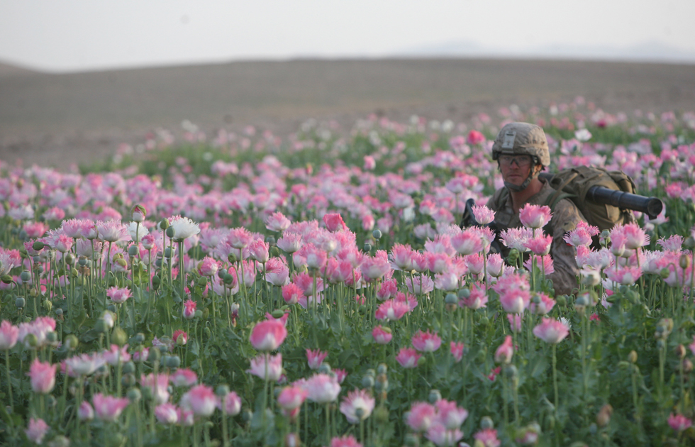 χωράφια με το όπιο 7 Στρατεύματα των ΗΠΑ πεδία παπαρούνας στο Αφγανιστάν Αστυνόμευσης (Φωτογραφίες)