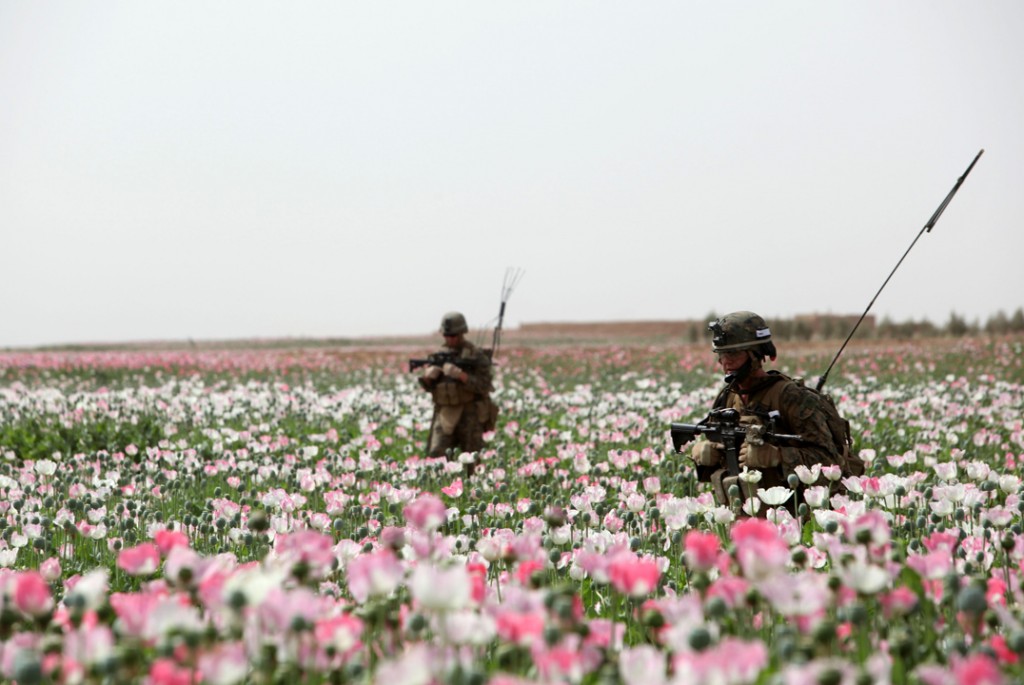 opium fields 9 1024x685 U.S. Troops Patrolling Poppy Fields In Afghanistan (Photos)