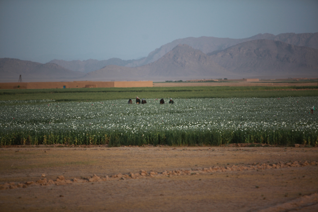 USopium12 1024x682 U.S. Troops Patrolling Poppy Fields In Afghanistan (Photos)