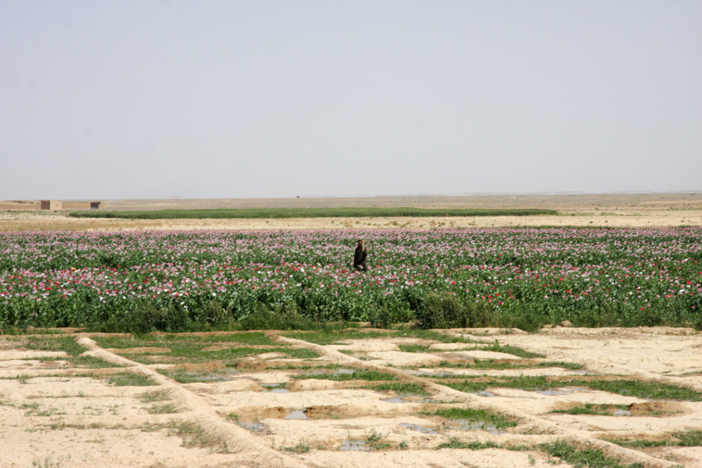 USopium4 1024x682 U.S. Troops Patrolling Poppy Fields In Afghanistan (Photos)