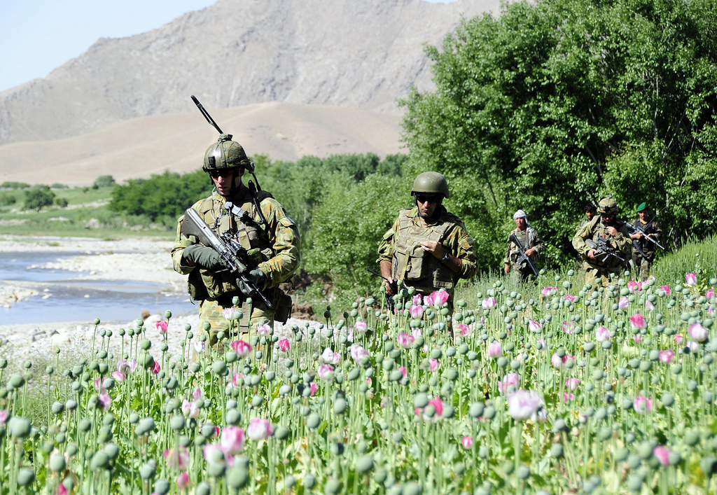 opium poppy field