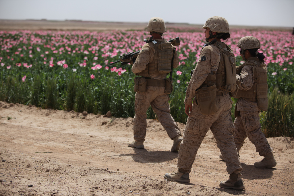 opium poppy field